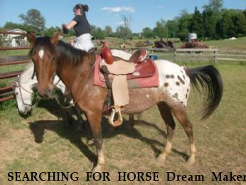 SEARCHING FOR HORSE Dream Maker,  Near Cumberland, VA, 23040